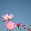 Pink & Blue other