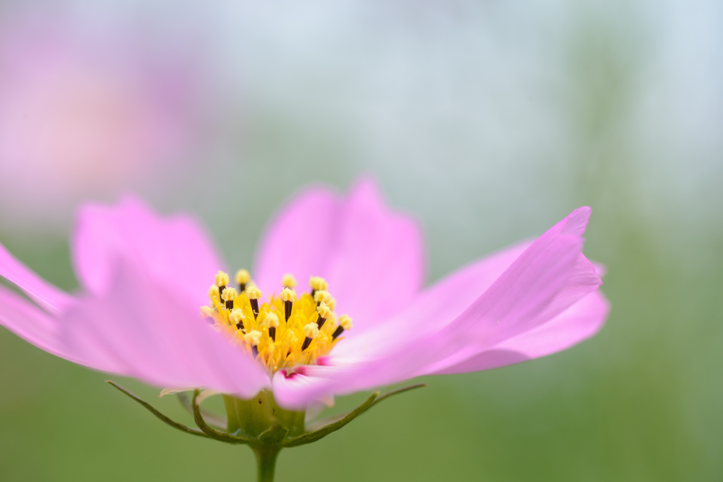 Cosmos Ⅲ 