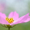 Cosmos Ⅲ 