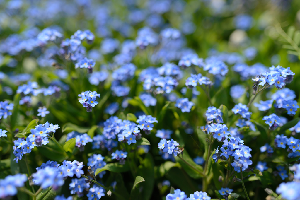 Tiny blue