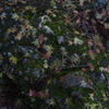 Momiji