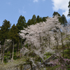 Spring*