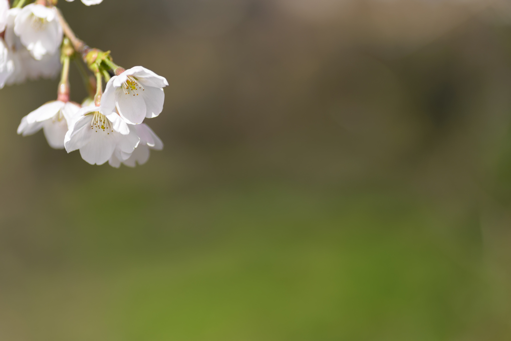 Cherry blossoms