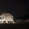 Cherry tree