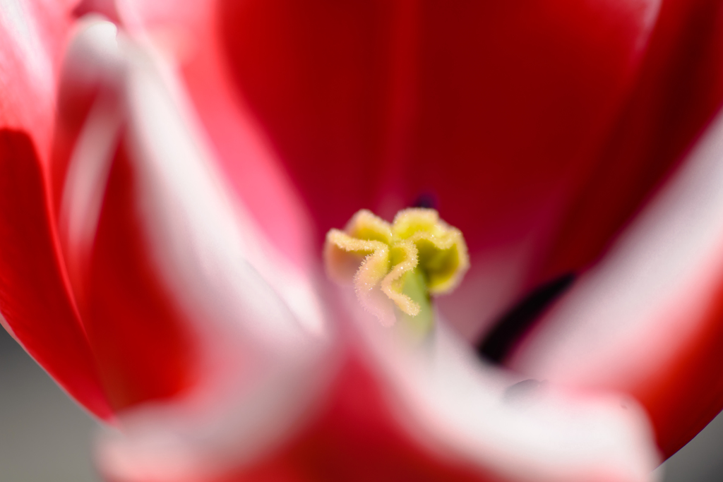 Tulip