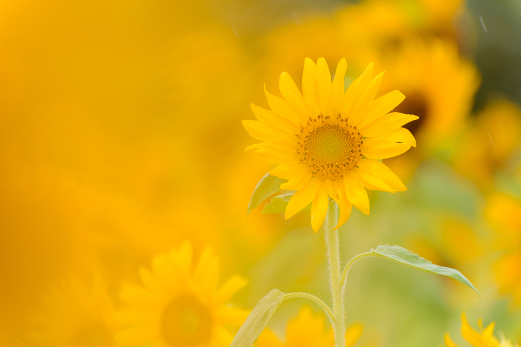 sunflower
