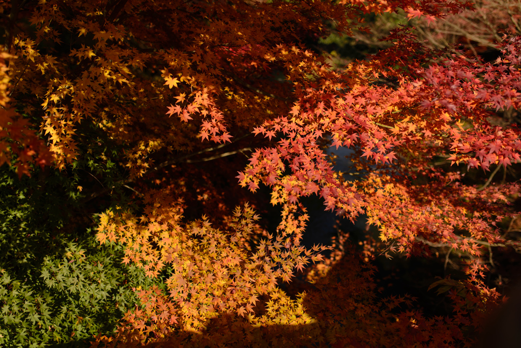 Momiji