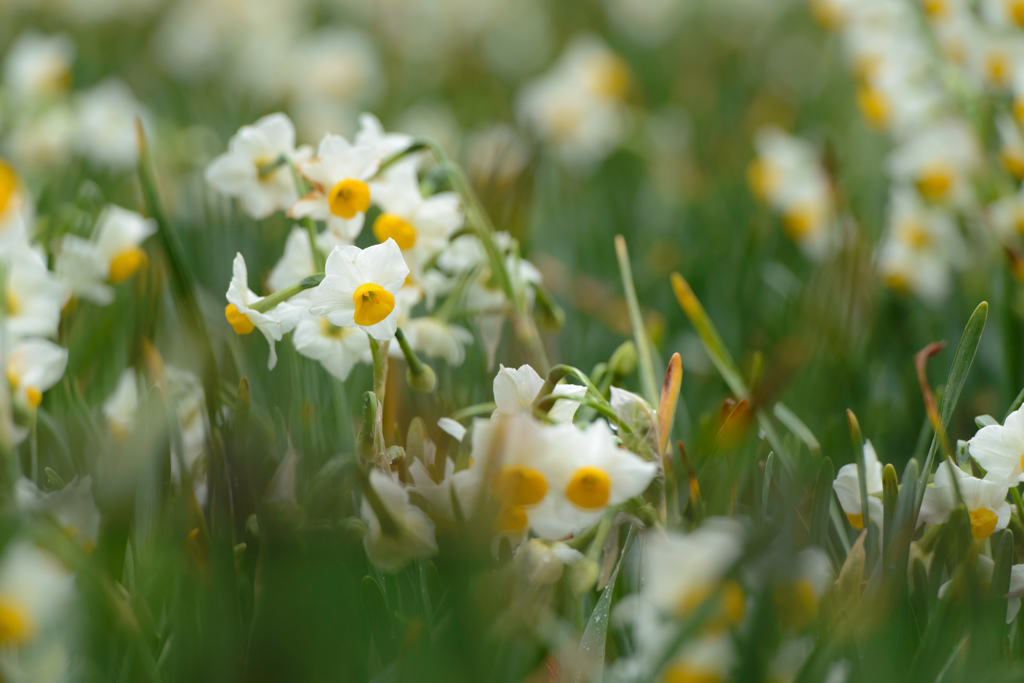 Narcissus