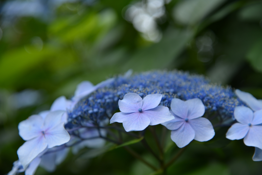 Hydrangea***