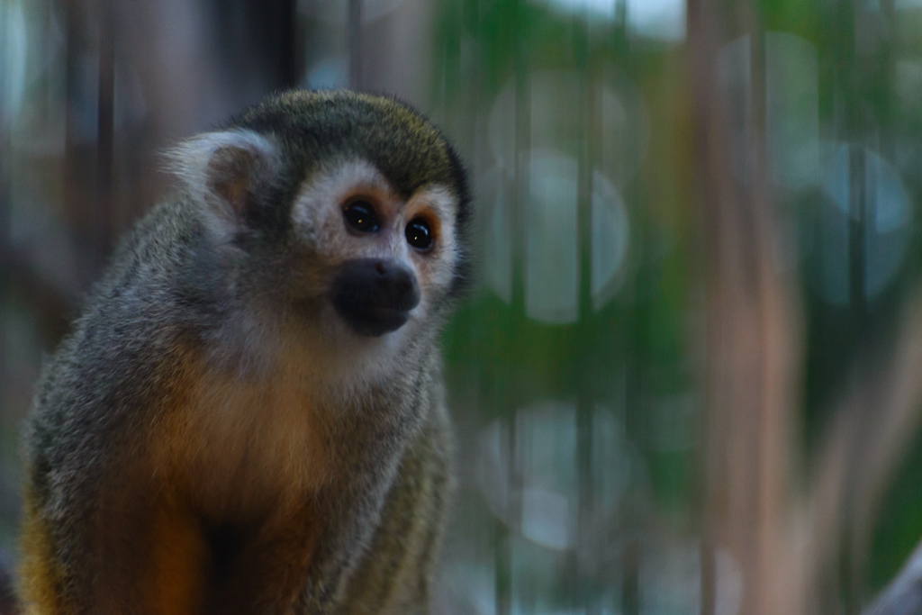 Squirrel monkey