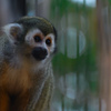 Squirrel monkey