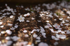 Cherry blossom petals