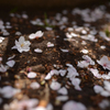 Cherry blossom petals