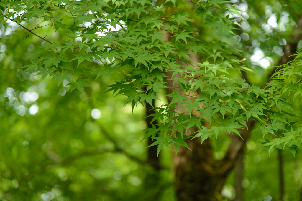 Leaves*