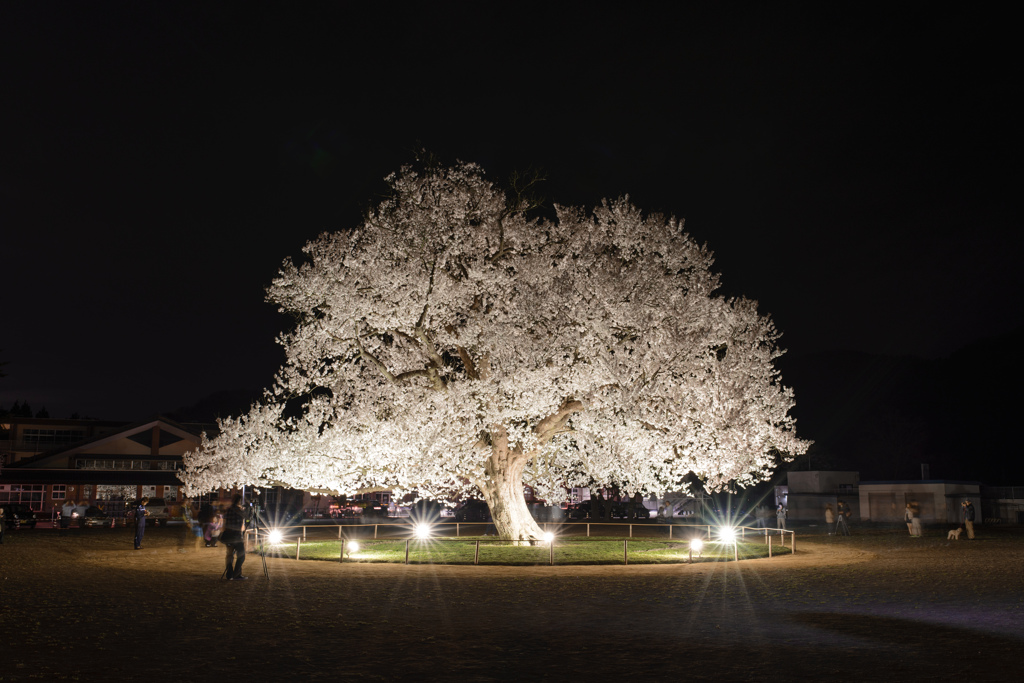 Cherry tree