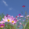 Cosmos