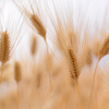 麦秋 | Golden wheat