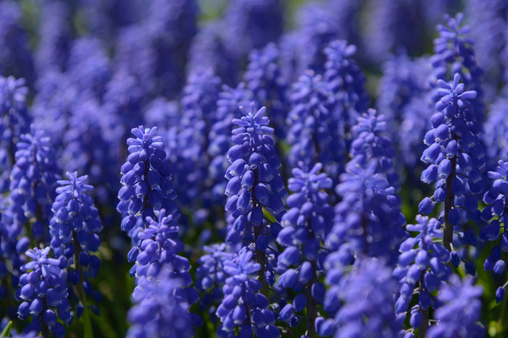 Muscari forest