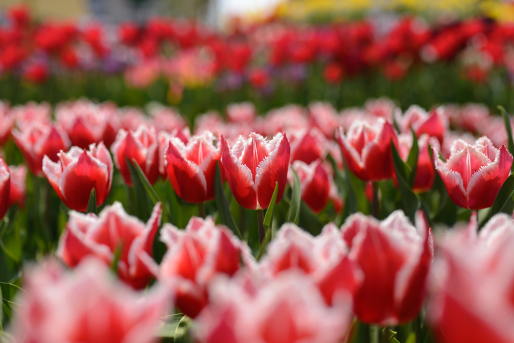Red & White / Tulips