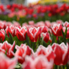 Red & White / Tulips