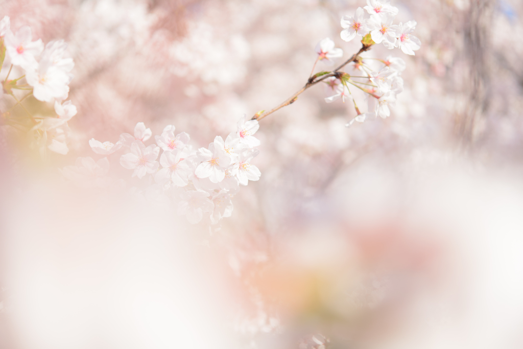 Sakura*