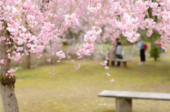 Under the sakura blossoms