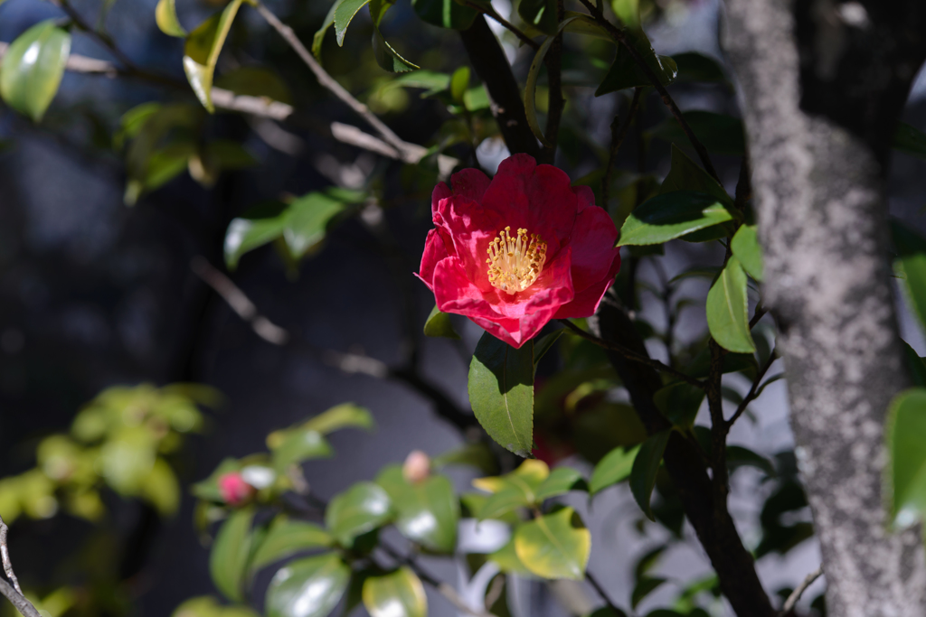 Camellia