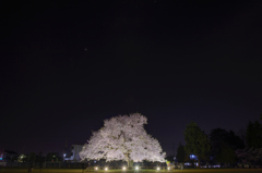 Sakura* - school grounds -