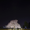 Sakura* - school grounds -