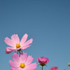 Pink & Blue
