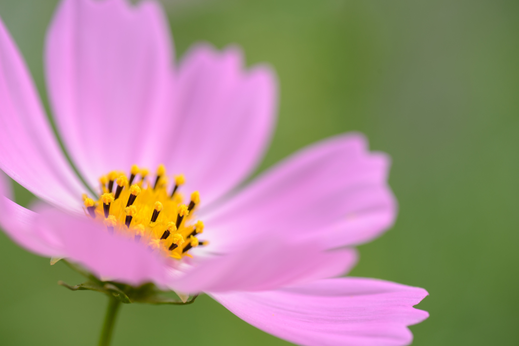 Cosmos Ⅱ