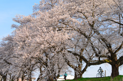 Cherry trees