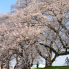 Cherry trees