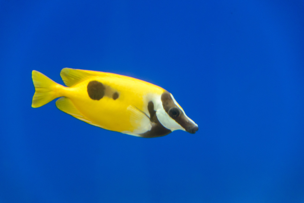 FiSH