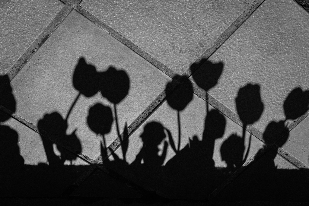 Tulip N°3