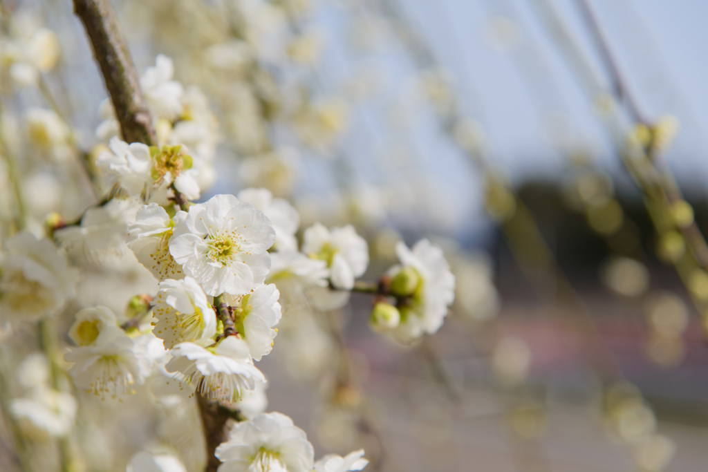 Ume blossoms