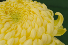 Chrysanthemum