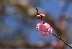Japanese Plum (ume) Blossoms