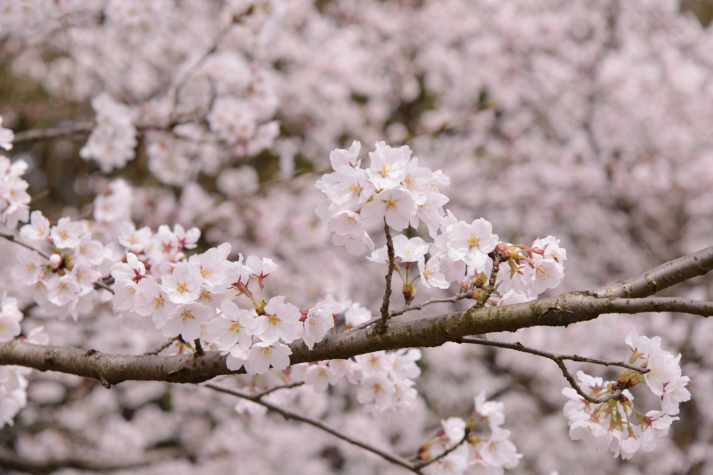 Sakura* - pink -