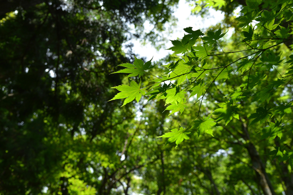 Leaves*