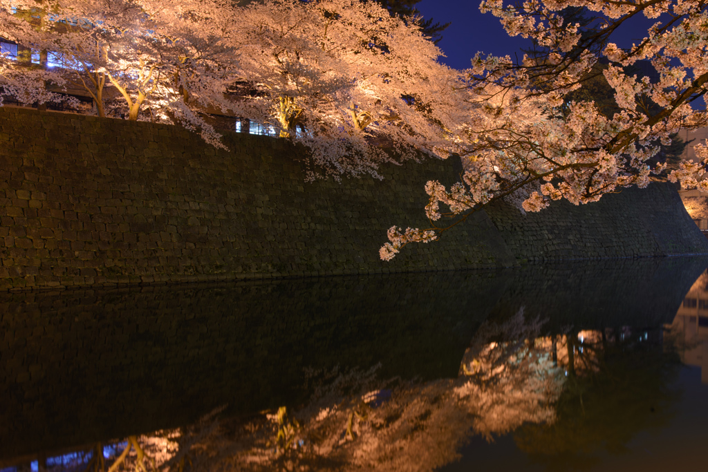 Cherry blossoms at night