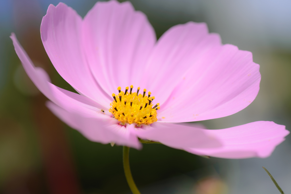 Cosmos