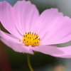 Cosmos