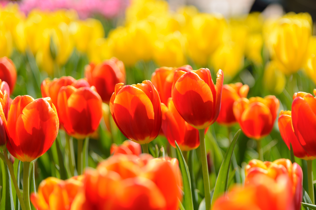 Tulip N°2