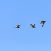 Quartet