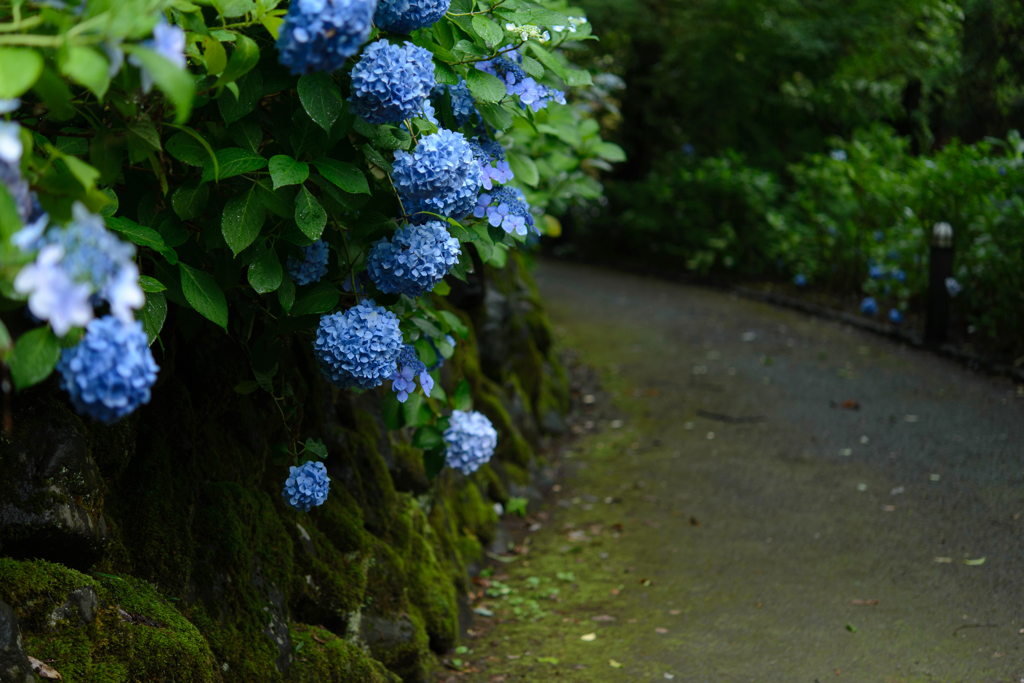 Rainy path
