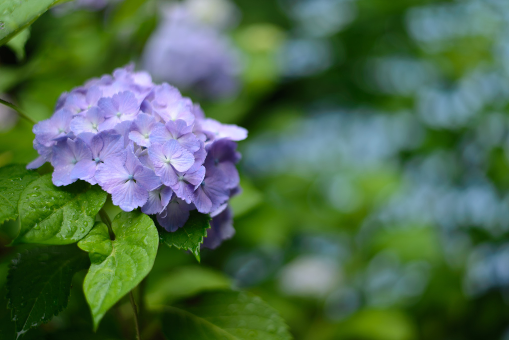 Hydrangea**