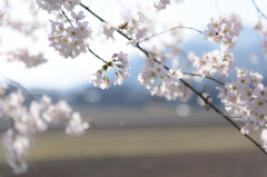 Sakura blossoms*