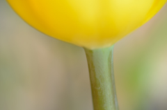 Tulip -bottom-