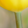 Tulip -bottom-